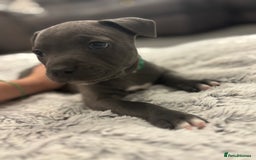 Staffordshire Bull Terrier dogs for sale: 2 GORGEOUS boys  - Image 15