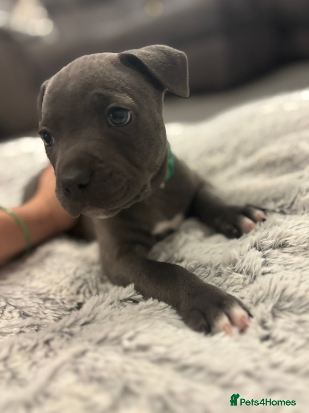 Staffordshire Bull Terrier dogs for sale: 2 GORGEOUS boys  - Image 15