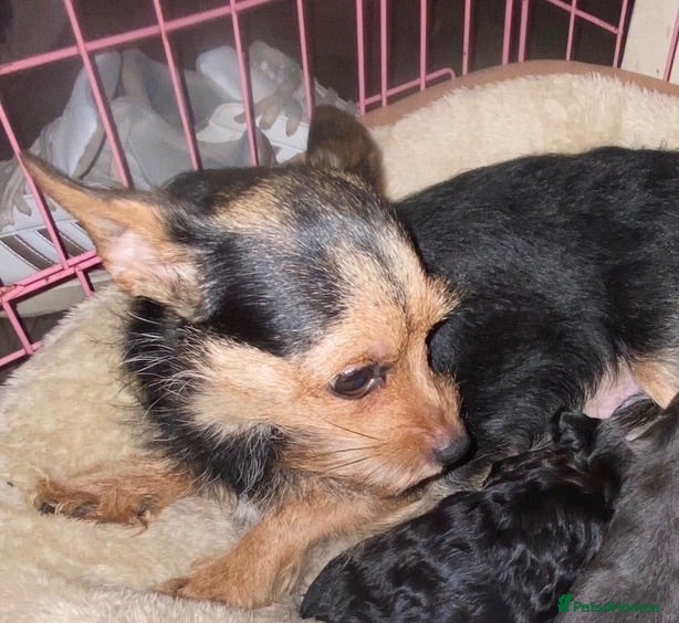 Chorkie dogs 3 Small beautiful Chorkie pups  - Advert 3