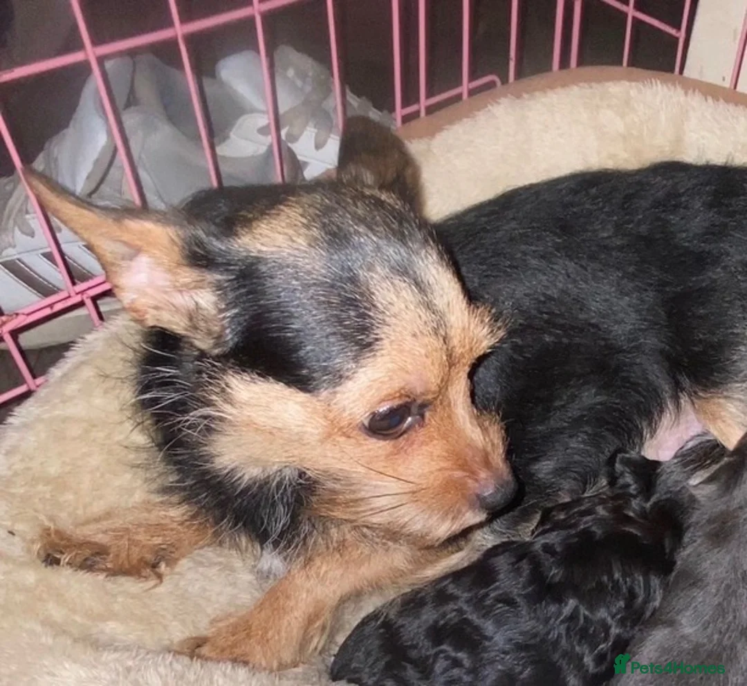 Chorkie dogs for sale: 3 Small beautiful Chorkie pups  - Advert 1