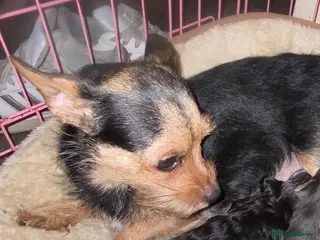 Chorkie dogs 3 Small beautiful Chorkie pups - Advert 1