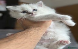 Ragdoll cats for sale: Gorgeous Balls Of Fluff 🥰😻🤗 - Image 9