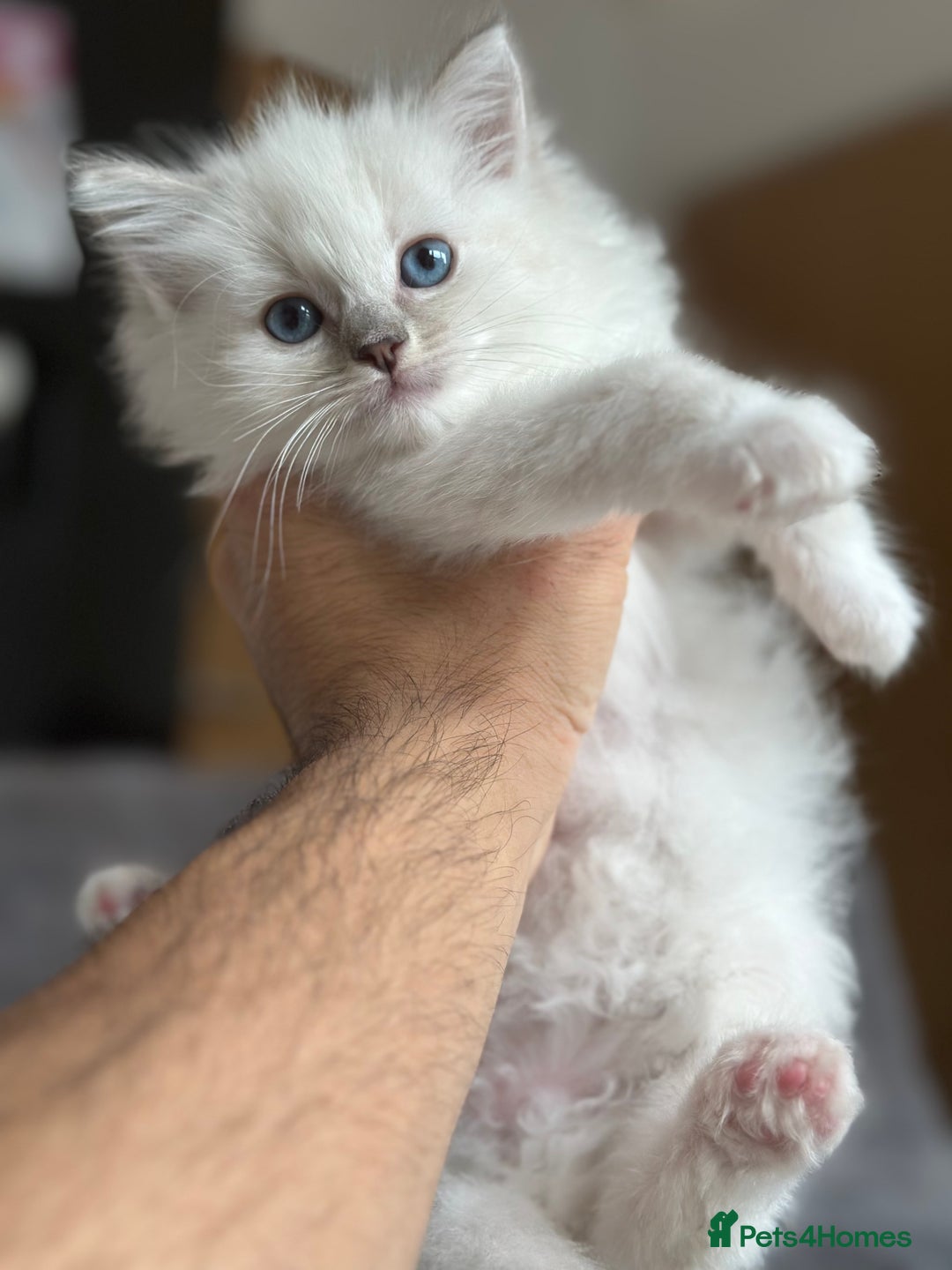 Ragdoll cats for sale: Gorgeous Balls Of Fluff 🥰😻🤗 - Image 9