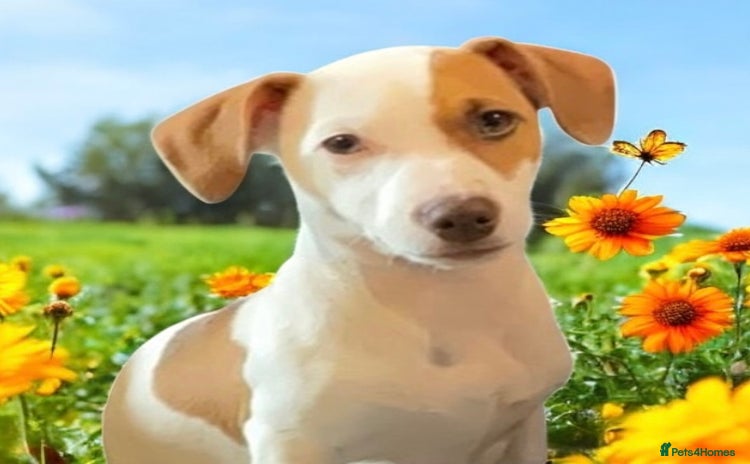 Jack Russell dogs in Huntingdon - Advert 2