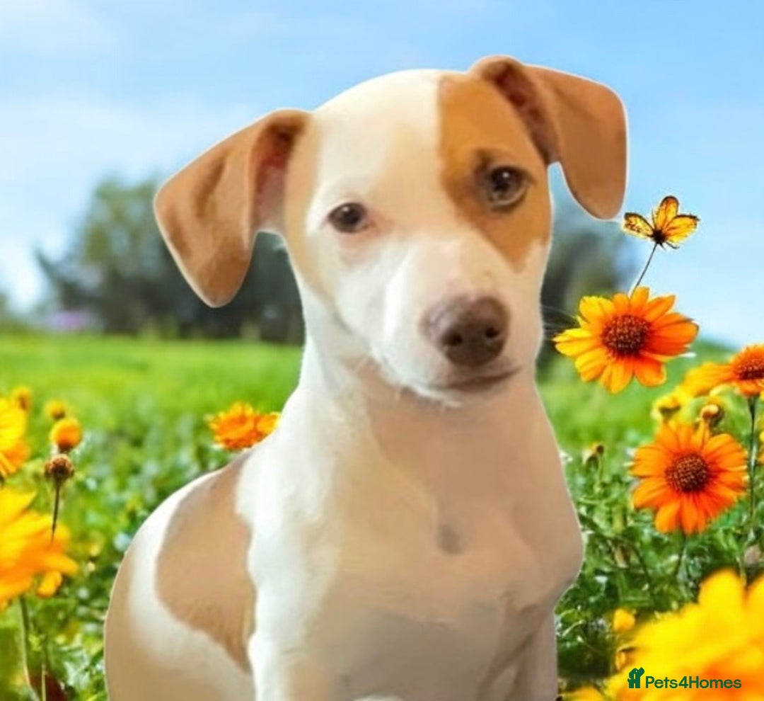 Jack Russell dogs for sale: NO MORE TIMEWASTERS in Huntingdon - Image 1