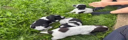 Cocker Spaniel dogs for sale: Gorgeous working cocker spaniel puppies - Advert 8