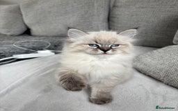 Siberian cats for sale: Siberian girl kitten  - Image 9