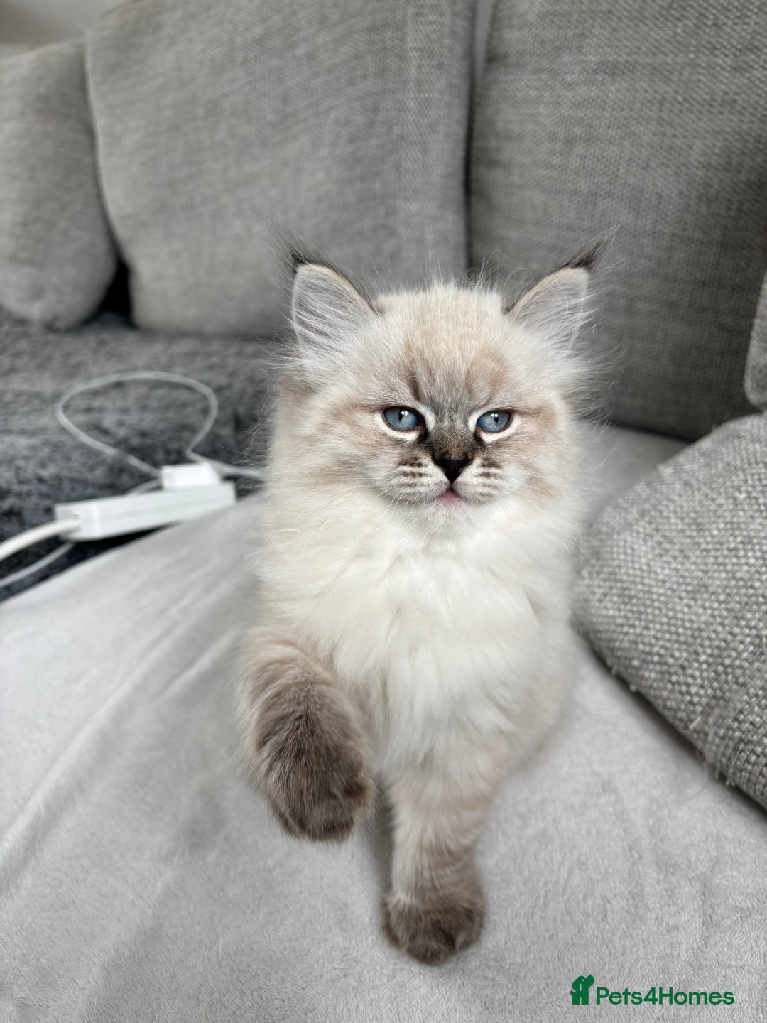 Siberian cats for sale: Siberian girl kitten  - Image 9