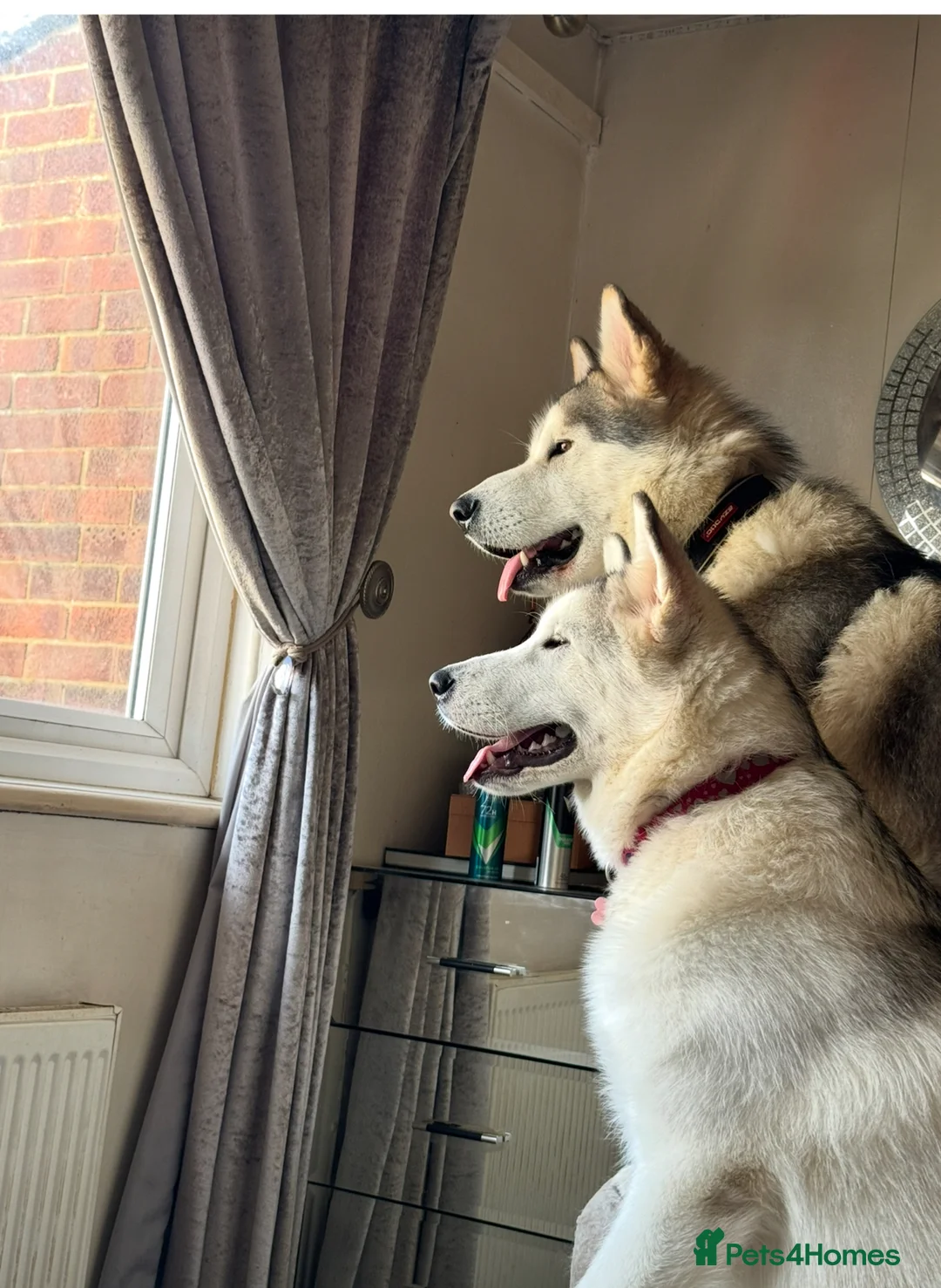 Alaskan Malamute dogs for sale: Alaskan malamute sisters  - Advert 1