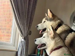 Alaskan Malamute dogs Alaskan malamute sisters - Advert 1