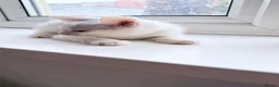 Turkish Van cats for sale: Turkish Van Kittens – Ready for Loving Homes - Advert 20