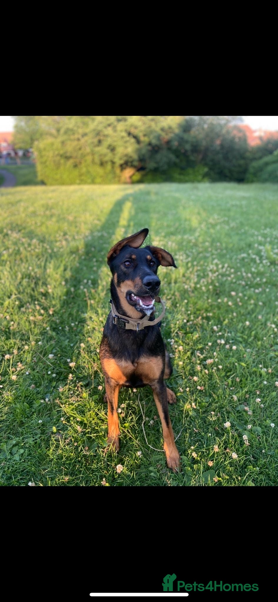 Mixed Breed dogs  Beautiful koda the cuddler - Advert 2