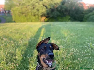 Mixed Breed dogs Beautiful koda the cuddler - Advert 2