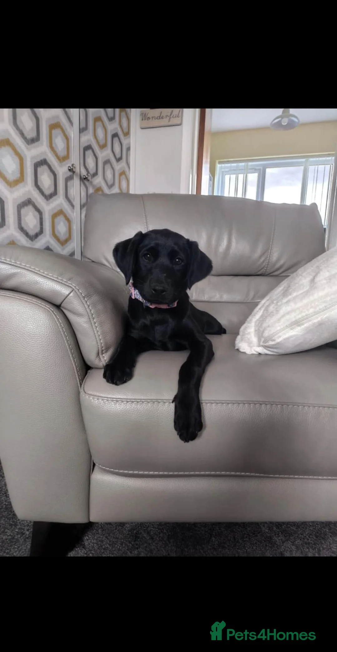 Labradoodle dogs for sale: F1 Labrador x Labradoodle bitch pup - Advert 3