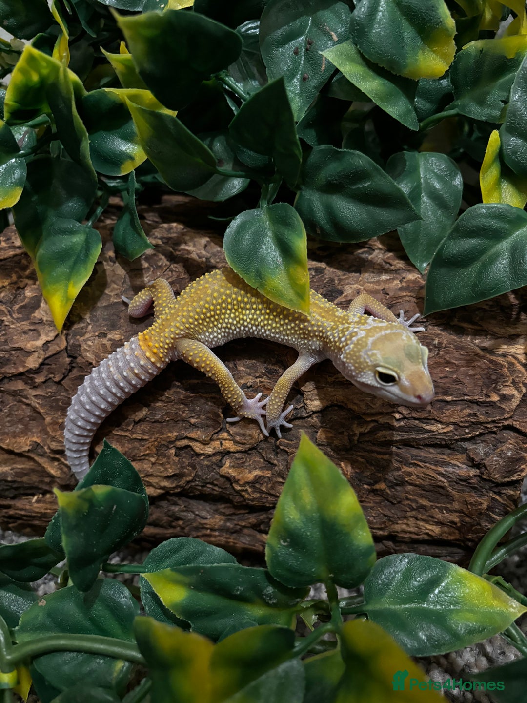 Gecko reptiles for sale: Variety Of Leopard Geckos And Sub-Species For Sale in Fleet - Image 13