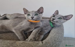 Russian Blue cats for sale: Pure Pedigree Russian blue kittens - Image 5