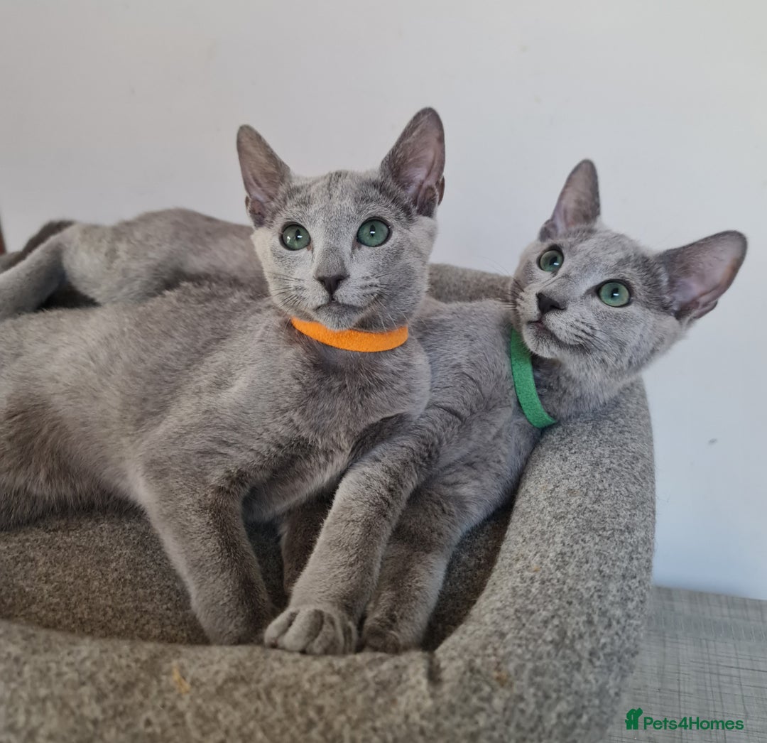 Russian Blue cats for sale: Pure Pedigree Russian blue kittens - Image 5
