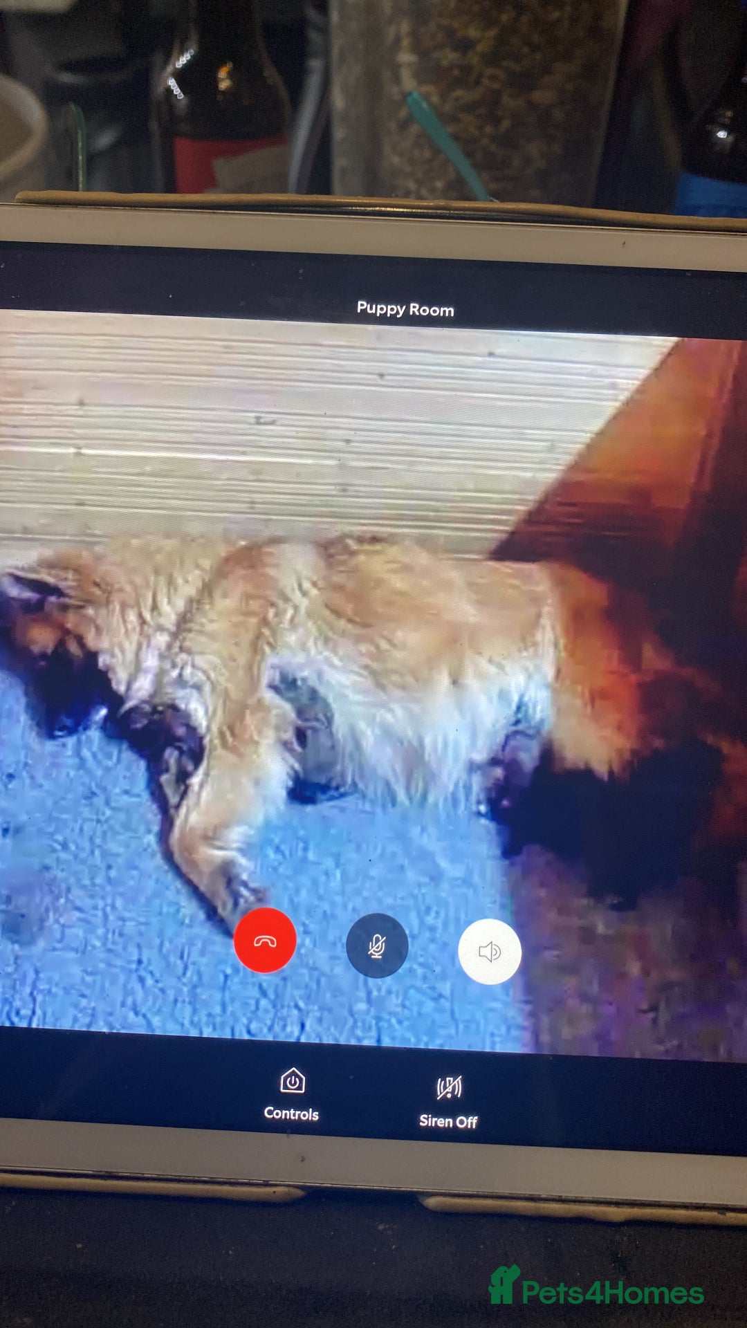 German Shepherd dogs for sale: German shepherds - Advert 10