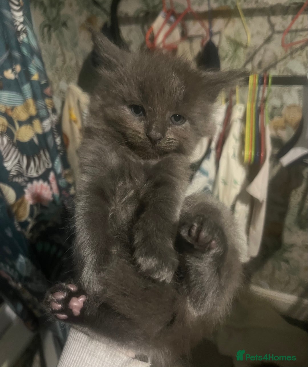 Maine Coon cats for sale: XL Maine coon kittens  - Advert 16