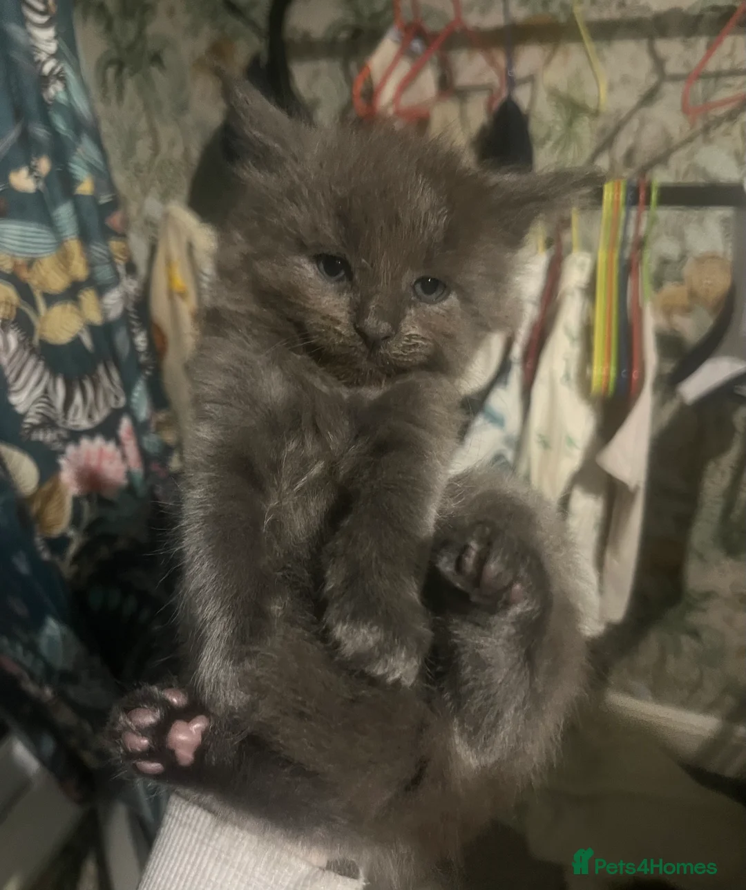 Maine Coon cats for sale: XXL Maine coon kittens  - Advert 15