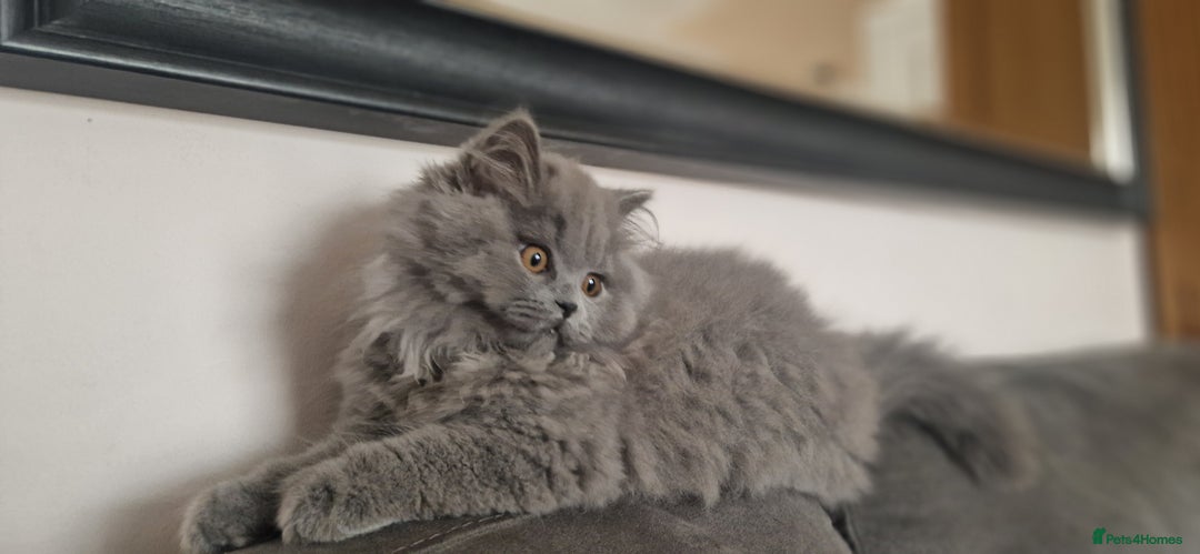 British Longhair cats for sale: british longhair boys - Image 2