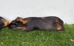 Guinea Pig rodents for sale: Female baby guinea pigs  - Image 15