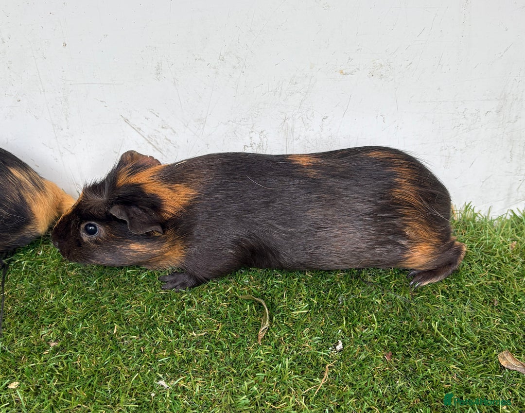 Guinea Pig rodents for sale: Female baby guinea pigs  - Image 15