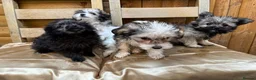 Chinese Crested dogs for sale: xX Chinese crested pups Xx - Advert 5