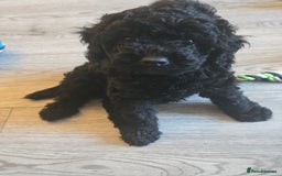 Cavapoo dogs for sale: Cavapoo puppies  - Image 17