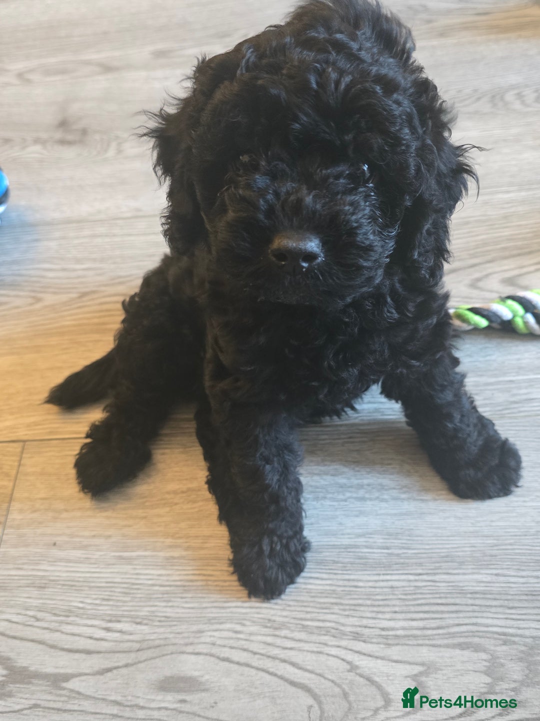 Cavapoo dogs for sale: Cavapoo puppies  - Image 17