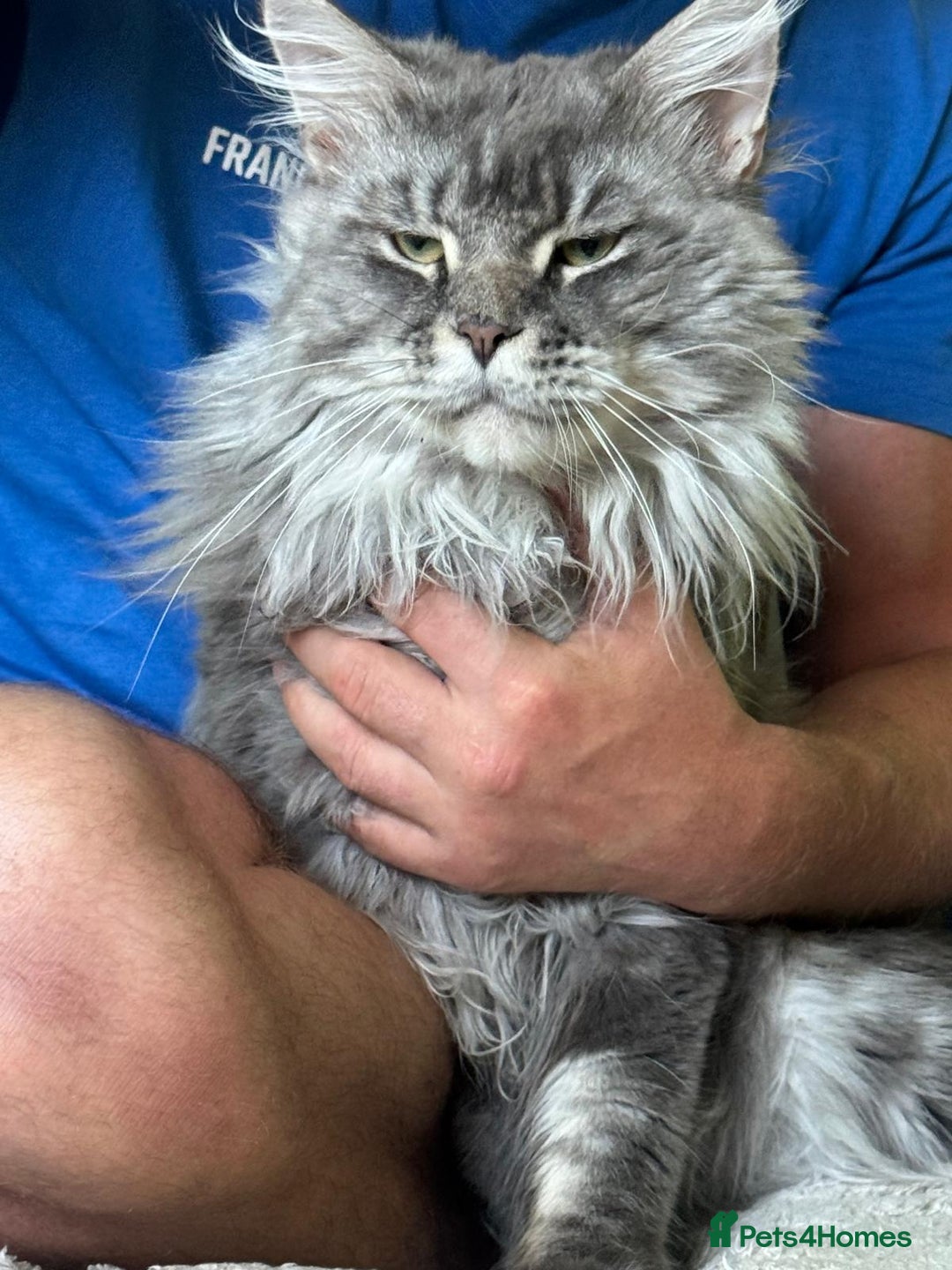 Maine Coon cats for sale: Gorgeous maine coon kittens  - Image 23