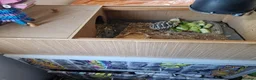 Tortoise reptiles for sale: Hermanns Tortoise  in Canterbury - Advert 7