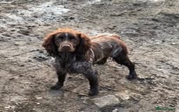 Mixed Breed dogs for sale: The Perfect Family Mid-Sized Pet - Sprocker X Rott - Image 14