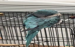 Parakeets birds for sale:  Hand-Tame Quaker Parrot Large Cage  Food & Toys  - Image 3