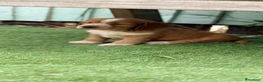Cocker Spaniel 4