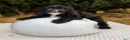 Cockapoo dogs for sale: F1 stunning cockapoos  - Advert 4