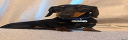 Miniature Dachshund dogs for sale: True miniature dauchshund for rehoming   - Advert 1