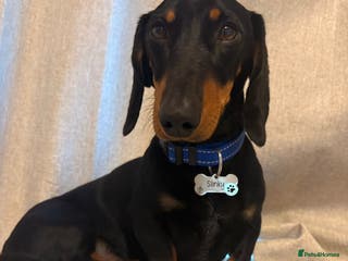 Miniature Dachshund dogs for sale: True miniature dauchshund for rehoming - Advert 1