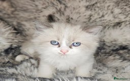Ragdoll cats for sale: 4 Ragdoll Boys  - Image 11