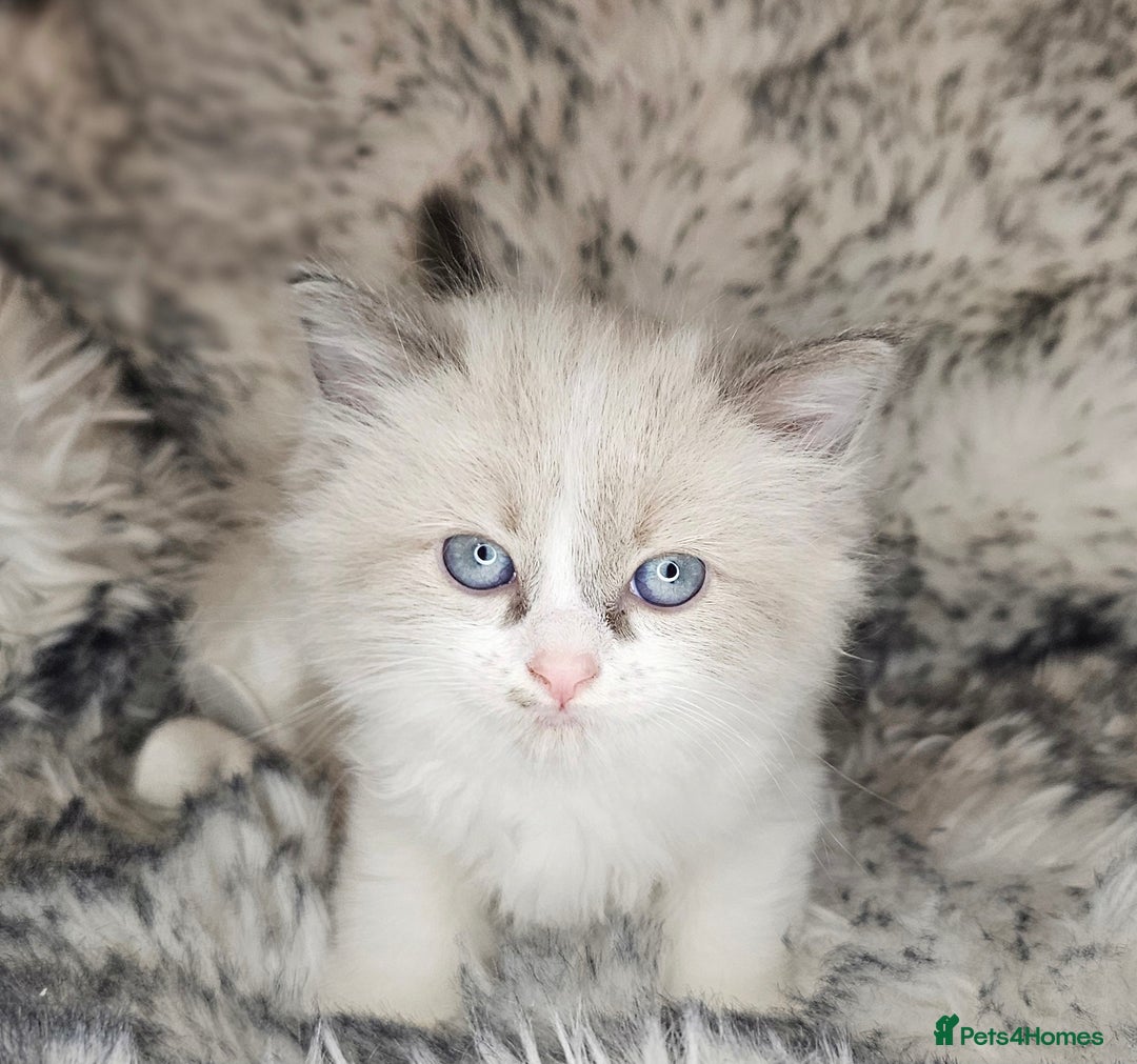Ragdoll cats for sale: 4 Ragdoll Boys  - Image 11