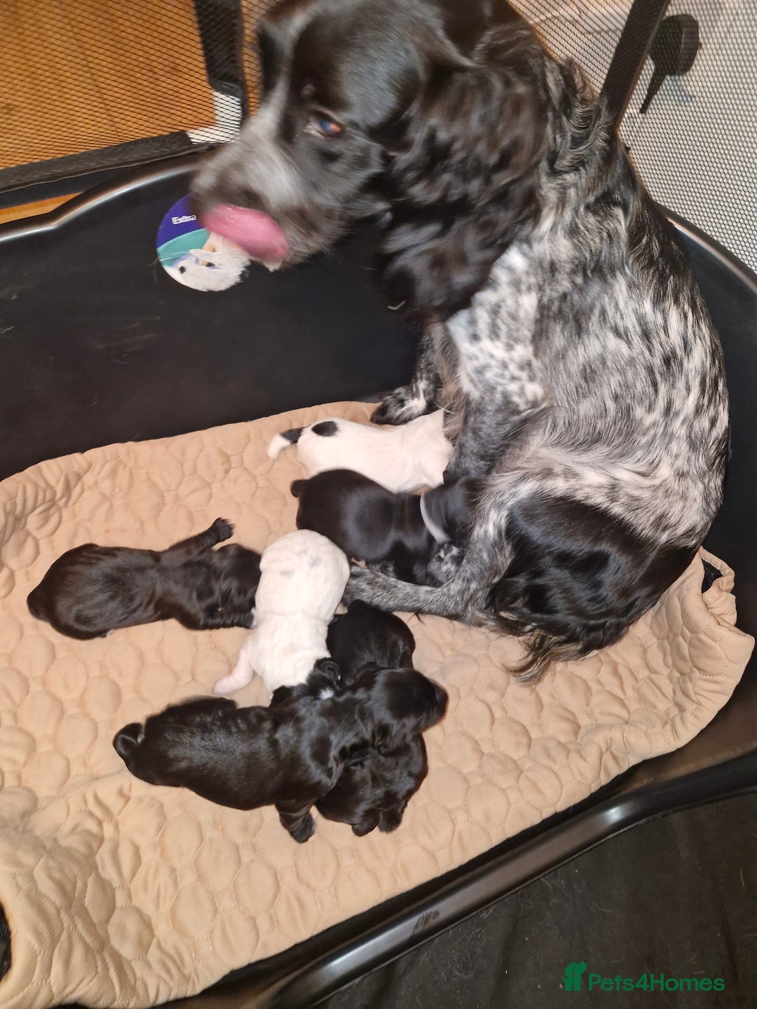 Sprocker dogs for sale: Beautiful sprocker pups - Image 12