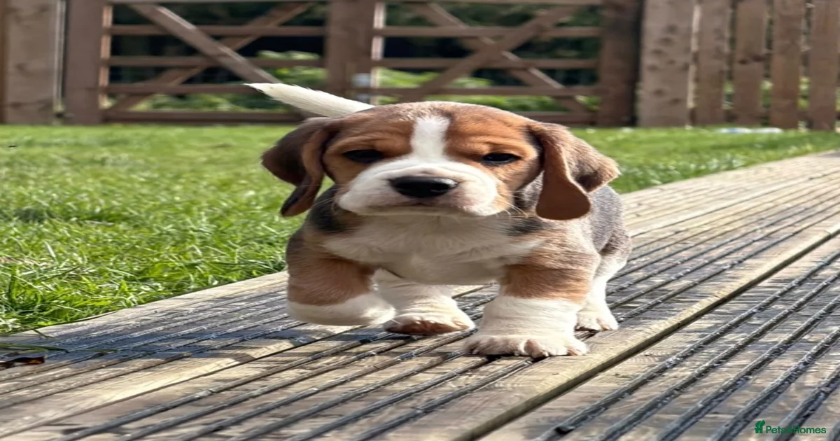 Champion Bred Puppies (KC Reg) for sale in Matlock | Pets4Homes