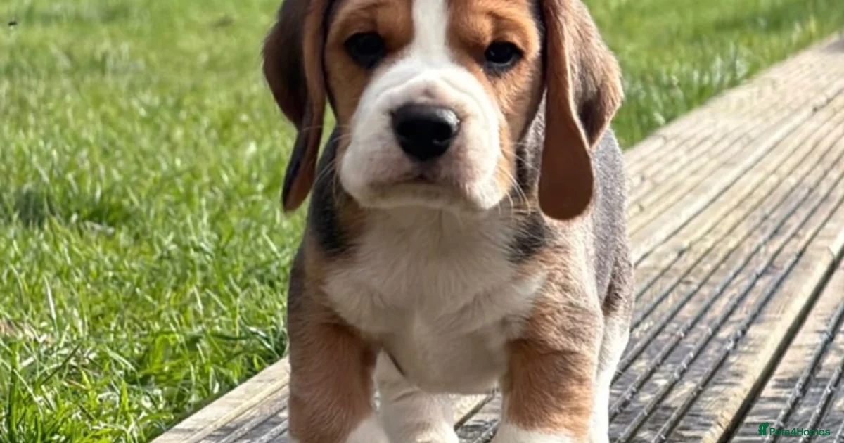 Beagle Insurance Champion Bred Puppies (KC Reg) for sale in Matlock | Pets4Homes