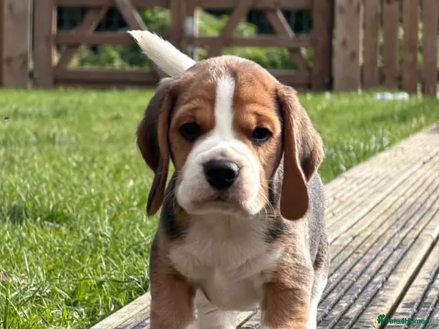 Beagle dogs Champion Bred Puppies (KC Reg) - Advert 2