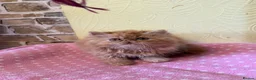 Persian cats for sale: 💕 Beautiful Kittens 💕 - Advert 15