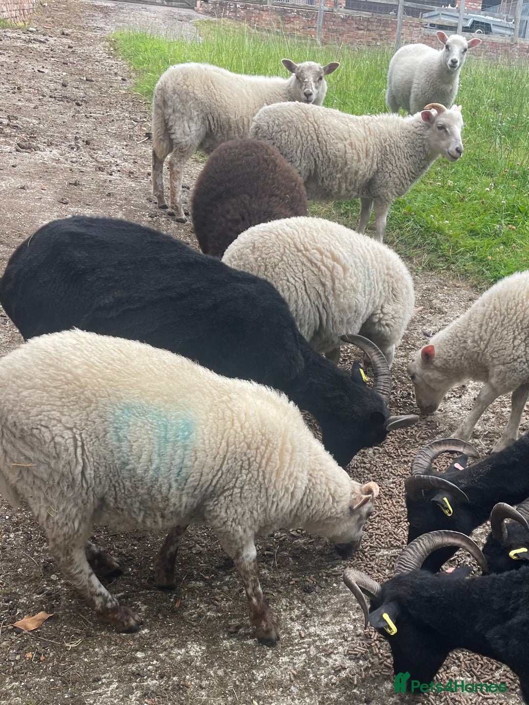 Sheep livestock for sale: REGISTERED HEBRIDEAN EWES - Advert 6