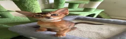 Abyssinian cats for sale: TICA 5* pedigree Abyssinian Kittens  - Advert 25