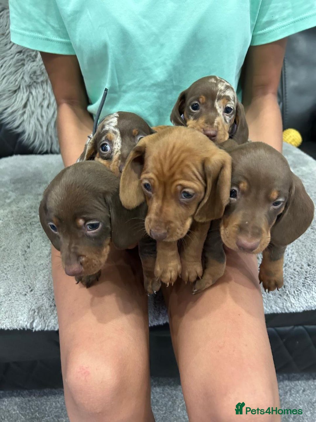 Miniature Dachshund dogs for sale: MAGNIFICENT MINIATURE DACHSHUND PUPPIES - Image 1