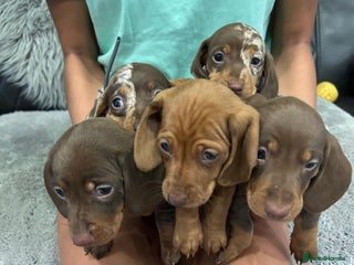 Miniature Dachshund dogs - Advert 5