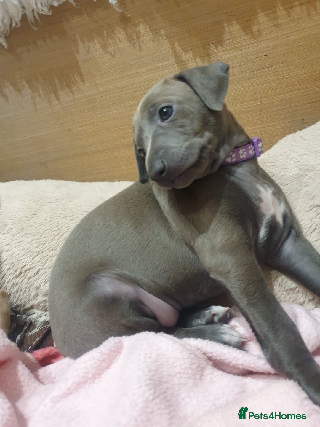 Italian Greyhound dogs for sale: Beautiful Italian Greyhounds - Advert 6
